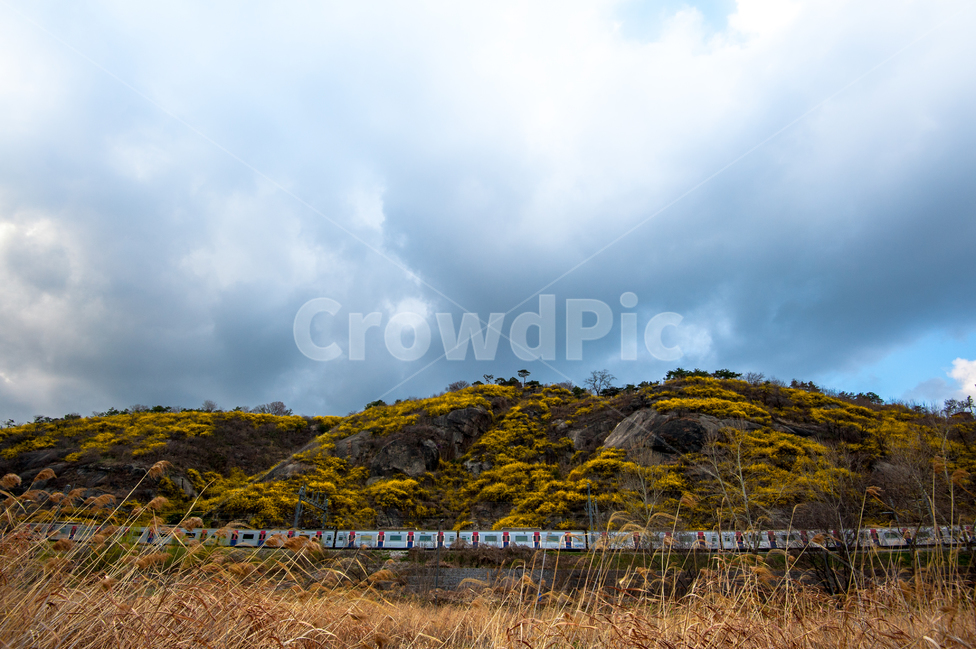 응봉산,개나리,희망,정,감격,달성,봄,계절,spring,season,자연,풍경,nature,landscape,outdoors,옥외,grassland,목초지,field,들
