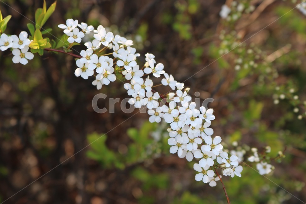 꽃,흰색,노란색,초록색,flower,white,yellos,green,hana,shiro,kiiro,midori,봄,계절,spring,season,식물,자연,plants,nature,꽃,flower,plant,blossom,vase,병 장식,potted plant,화분,pottery,도기류,jar,항아리
