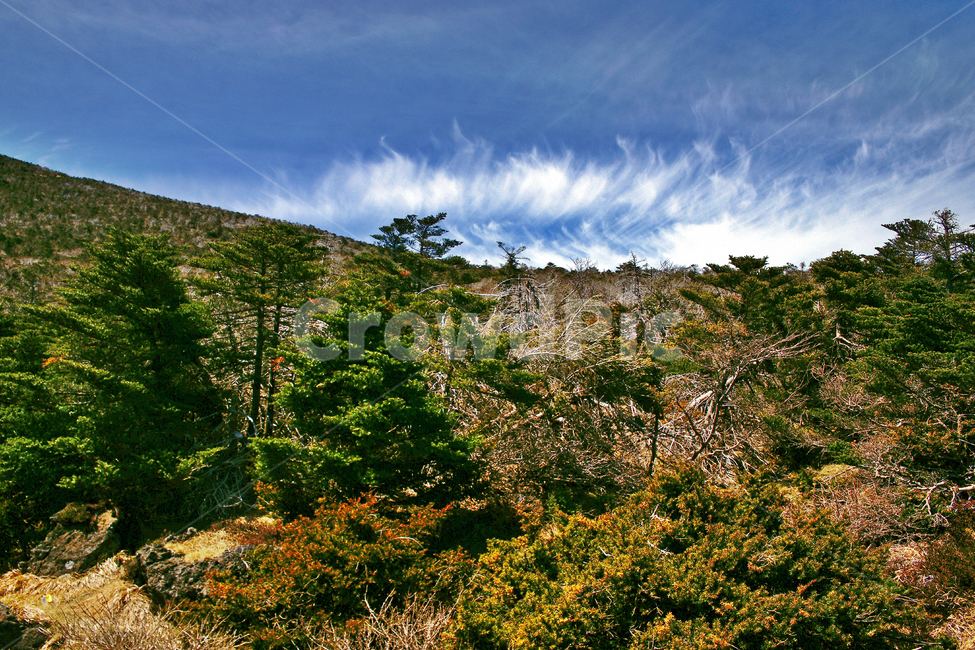 한라산,제주도,한라산국립공원,숲,나무,흰구름,푸른하늘
