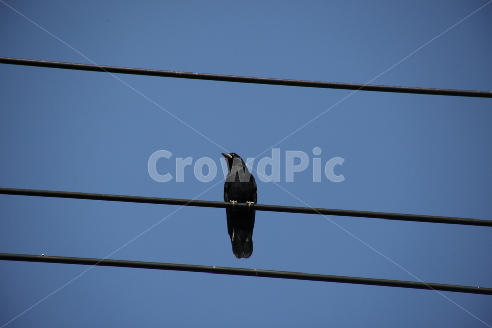 까마귀,새,전깃줄,carrioncrow,bird,동물,animal,조류,새,birds