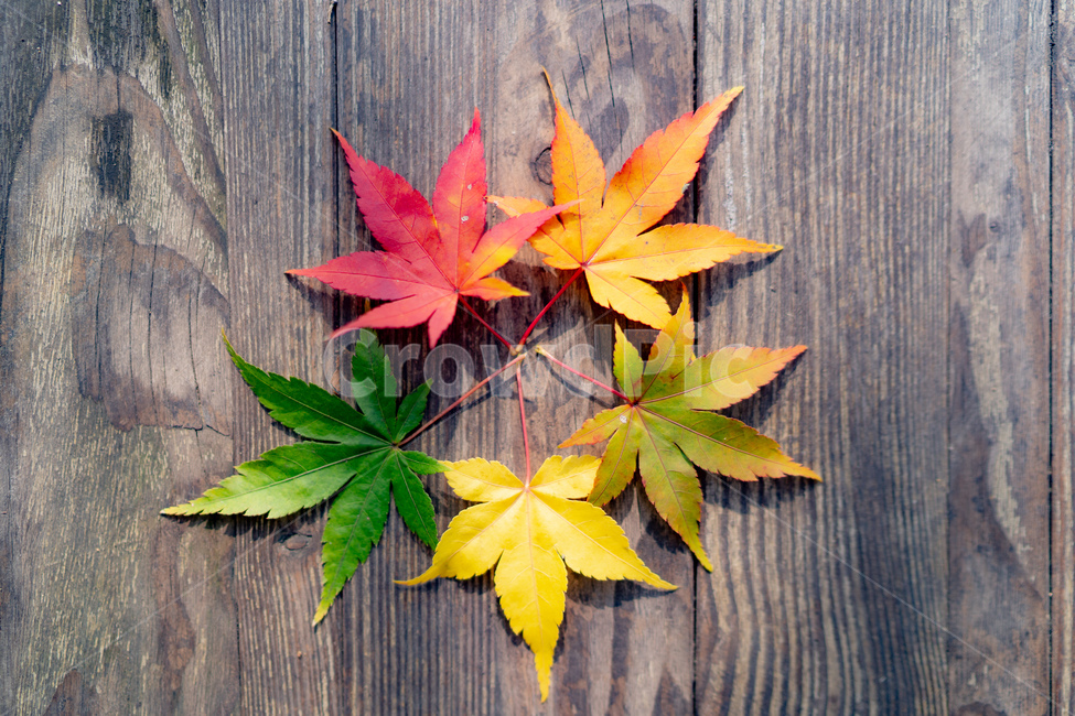 나무,잎,나뭇잎,단풍,단풍잎,낙엽,가을,빨강,노랑,초록,색,가을,계절,fall,autumn,season,leaf,plant,식물,tree