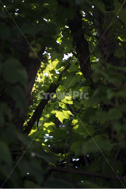 빛,나뭇잎,초록나무,초록잎,나무잎,식물,자연,plants,nature