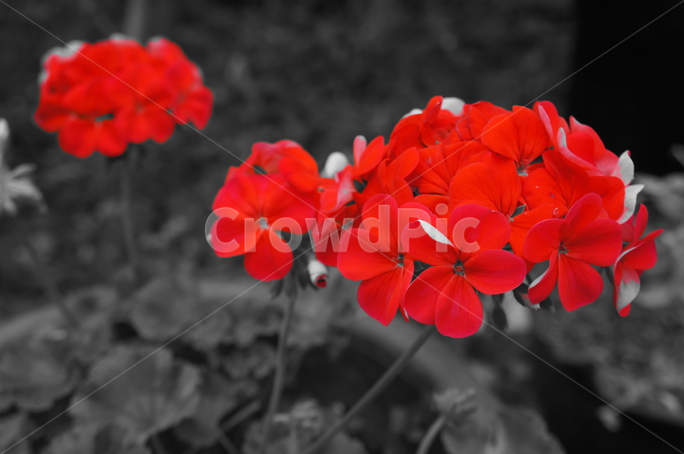 색,레드,빨간색,강조,대비,배경,배경화면