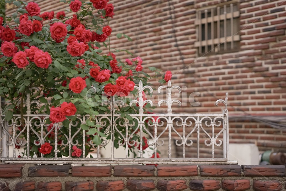 꽃,장미,장미덩쿨,로즈,rose,식물,자연,plants,nature,꽃,flower