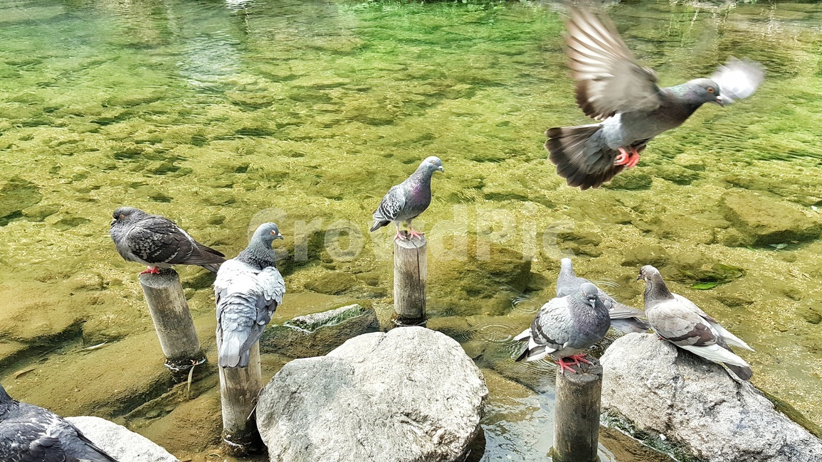 비들기,물,바위,돌,초록,식물,시냇물,새,조류,하천,강,자연,생태,bird,river,nature,water,birds,dove,pigeon