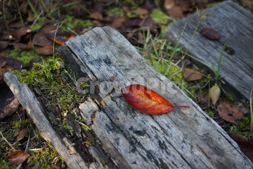 단풍,빨간잎,고독,고목,디딜목,낙옆,가을,계절,fall,autumn,season,leaf,잎,plant,식물,tree,나무,ground,바닥