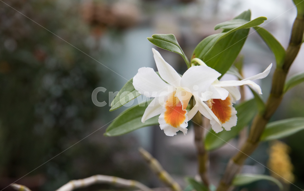 식물,꽃,야생화,계절,봄,봄꽃,들꽃,수선화,꽃밭,풀밭,plant,flower,blossom,옥외,하얀,흰꽃,식물,자연,plants,nature,꽃,flower