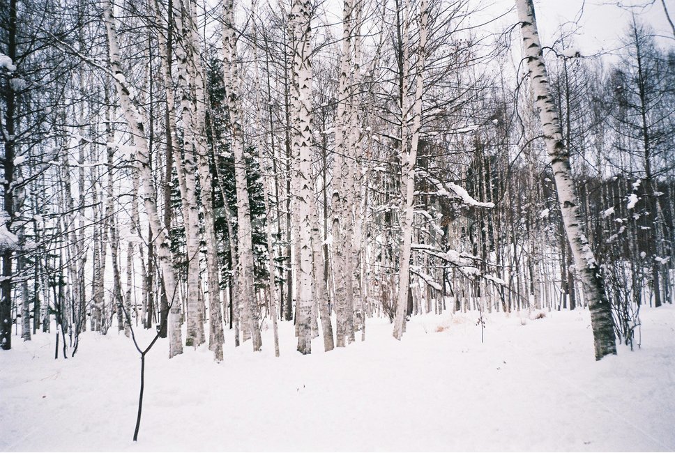 겨울,자작나무,흰눈,눈,설원,눈밭,삿포로,비에이,자작나무숲,겨울,계절,winter,season