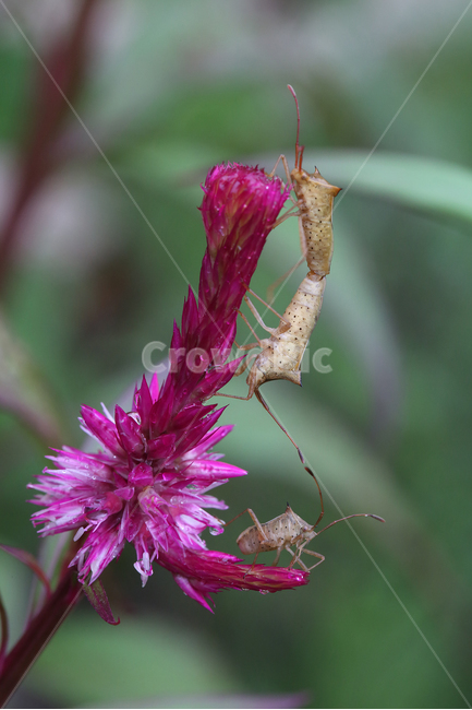서울숲,곤충,꽃,분홍꽃,자연,flower,insect,bug,pink,nature,식물,자연,plants,nature,꽃,flower,동물,animal,곤충,벌레,insect,bug