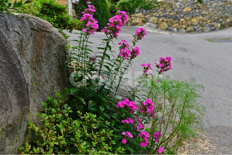 plant,식물,blossom,flower,꽃,배롱나무꽃