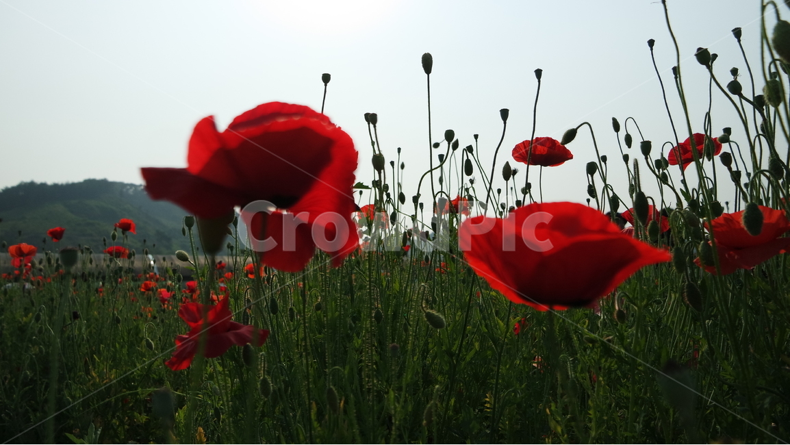 양귀비,양귀비꽃,꽃축제,꽃,꽃사진,식물,자연,plants,nature,꽃,flower