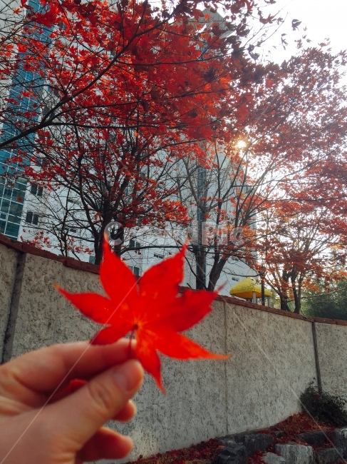 단풍,레드,강렬,자연,풍경,가을,계절,fall,autumn,season,식물,자연,plants,nature,사람,인물,인간,human,person,신체일부,몸,body,leaf,잎,plant,tree,나무,maple
