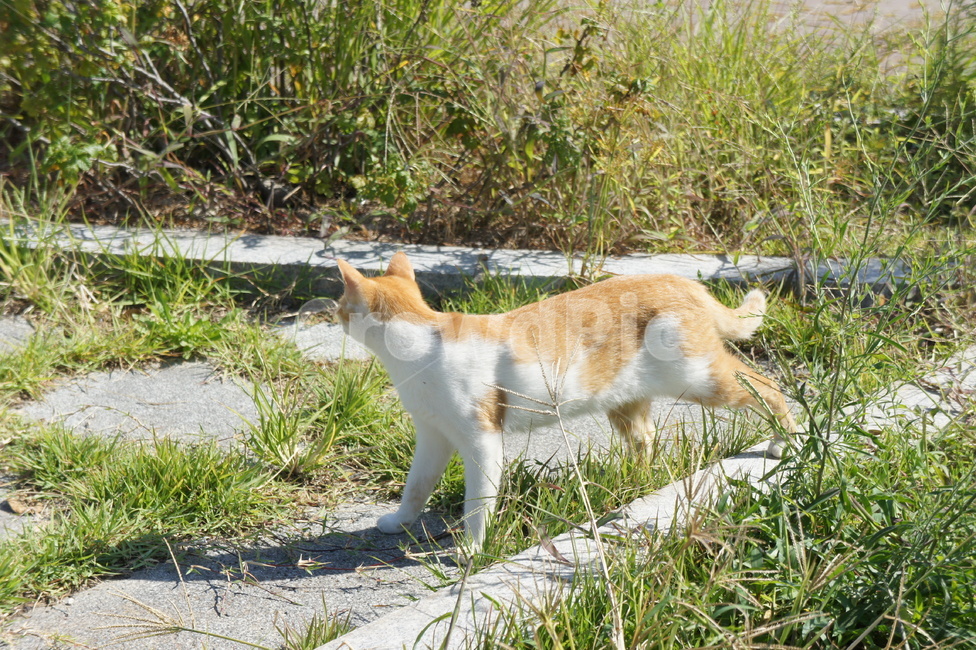 고양이,야옹이,냥이,길냥이,동물,여유로움,고양이과,낮