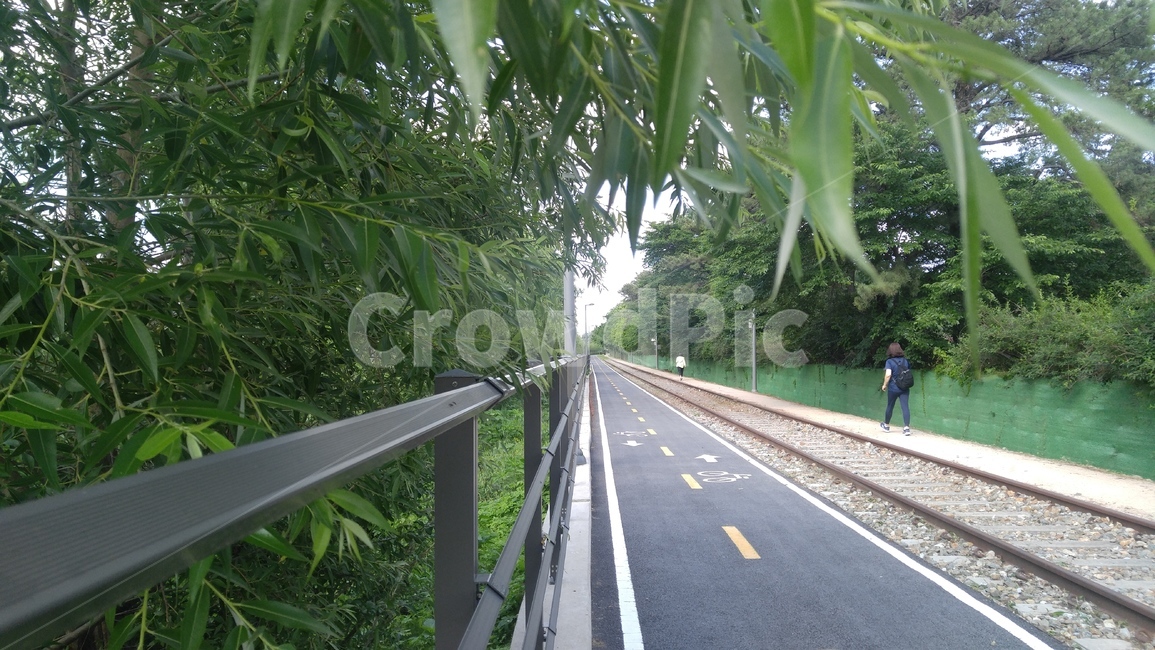 자전거길,자전거도로,길,철길,버드나무,나무,식물,펜스,회색,배경,abicyclepath,road,way,arailroadtrack,willow,tree,plants,fence,gray,background