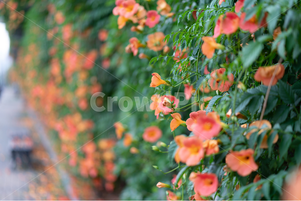 능소화,꽃밭,빨간꽃,flowers,아련,감성,식물,자연,plants,nature,꽃,flower