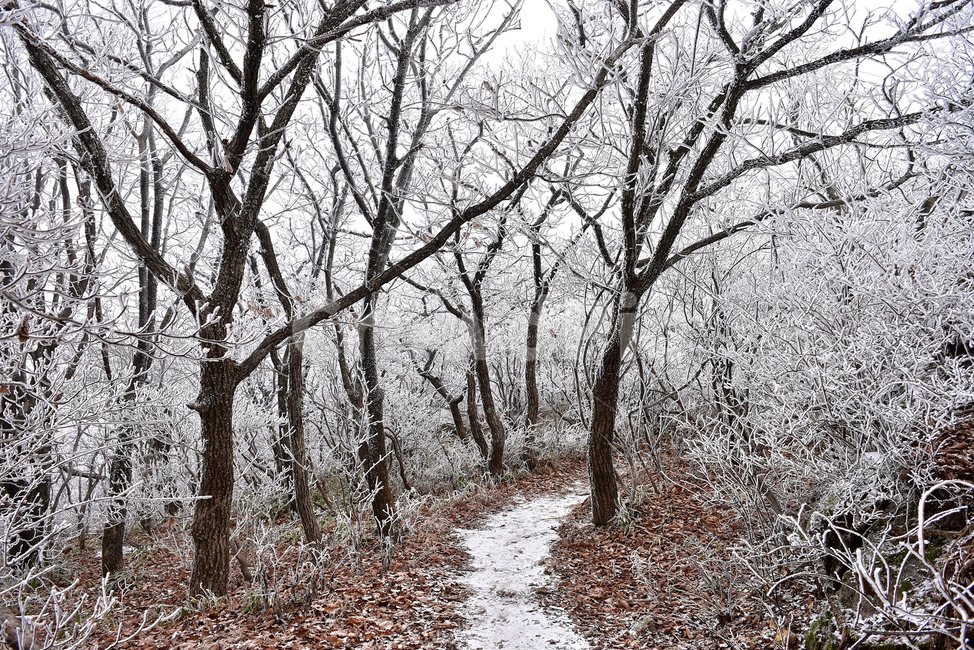 소백산,눈꽃풍경,상고대,겨울풍경,국립공원,겨울동화,힐링,감성,아름다움,뷰티풀,설국,눈풍경,100대명산,겨울명산,설경,서리꽃,snow,landscape,눈,화이트,자연,신비로운,경이로운,천상,비경,치유,산,명산,자연풍경,늦가을,영주,단양,겨울,계절,winter,season,자연,풍경,nature,landscape,한국자연풍경,한국자연경관,korea nature landscape,식물,plants,나무,trees,wood,ground,바닥,plant,tree,outdoors,옥외