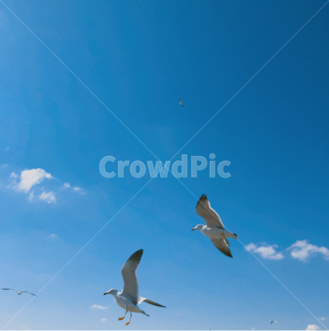 바다,갈매기,파란색,sea,blue,gull,새,동물,animal,조류,새,birds