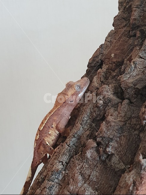 게코,크레스티드게코,도마뱀,reptile,gecko,파충류