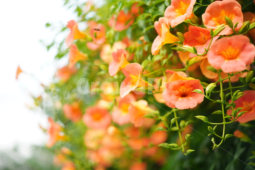 꽃,능소화,색감,컬러,식물,생물,플라워,flower,주황,생명