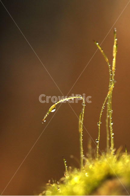 식물,꽃,이끼,포자,봄햇살,식물,자연,plants,nature