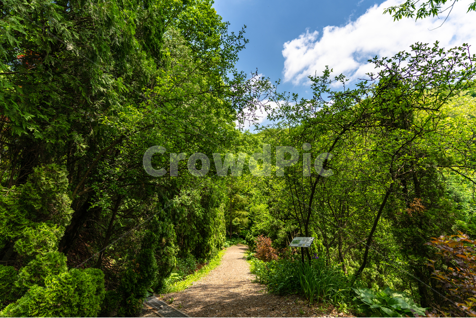 맑음,하늘,자연,공원,푸르름,맑은하늘,나무,sky,natural,park,풍경,구름,cloud,자연,풍경,nature,landscape,gravel,자갈,dirt road,흙길,road,도로
