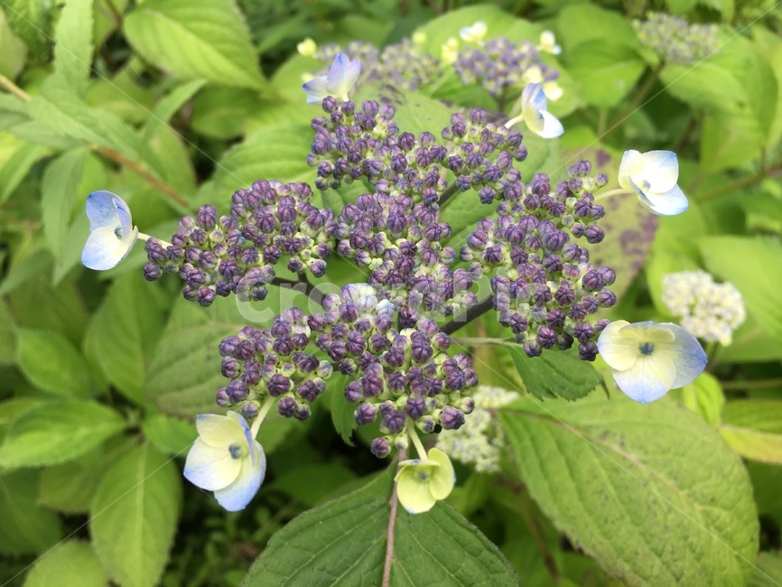 꽃,봄,예쁜꽃,봄꽃,꽃망울,식물,자연,plants,nature,꽃,flower