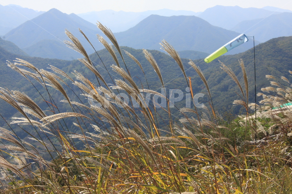 가을,갈대,정상,바람,산,산꼭대기,산등선,가을,계절,fall,autumn,season,자연,풍경,nature,landscape,plant,식물,grass,잔디,leisure activities,레저 활동,adventure,모험