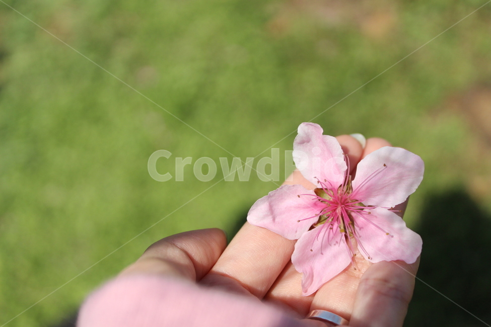 복사꽃,손,복숭아꽃,꽃,자연,식물,flower
