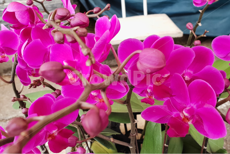 봄,꽃,호접란,화초,핑크,퍼플,화분,식물,자연,plants,nature,꽃,flower