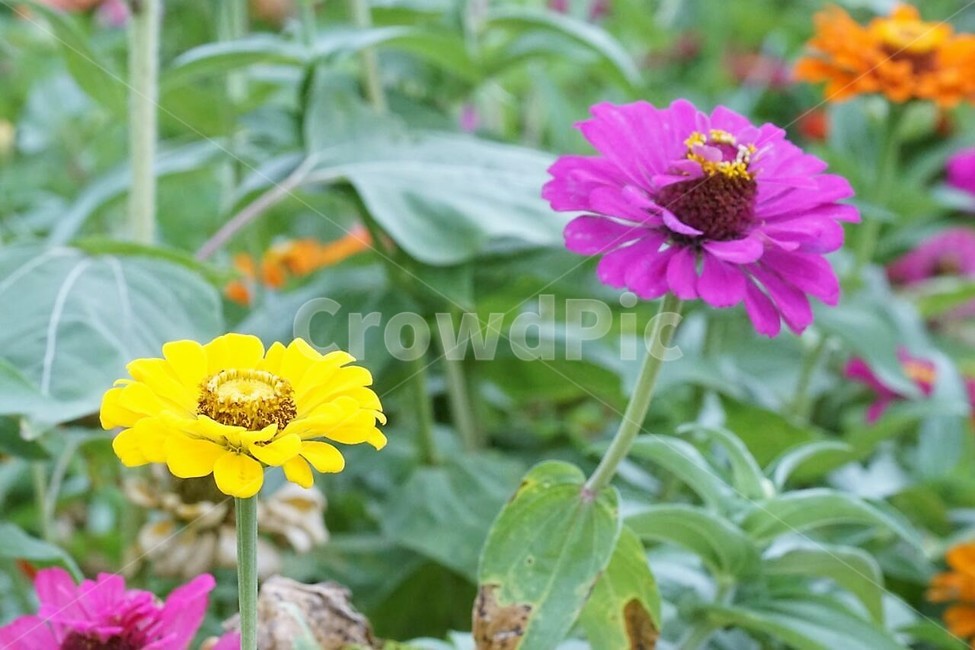 꽃,백일홍,자연,식물,flower,nature,green,초록색,노란색,yellow,식물,자연,plants,nature,꽃,flower
