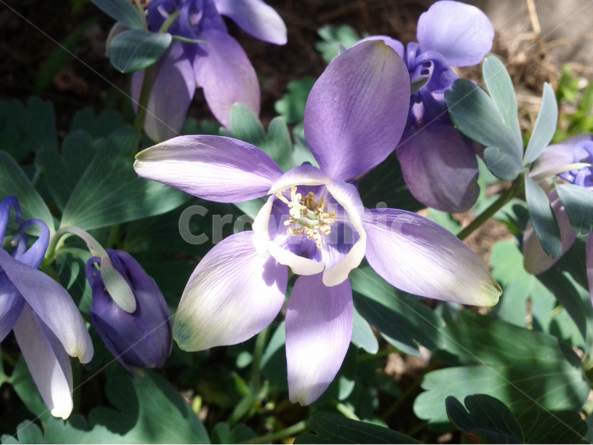 wildflower,acolumbine,야생화,매발톱꽃,보라색야생화,보라색꽃
