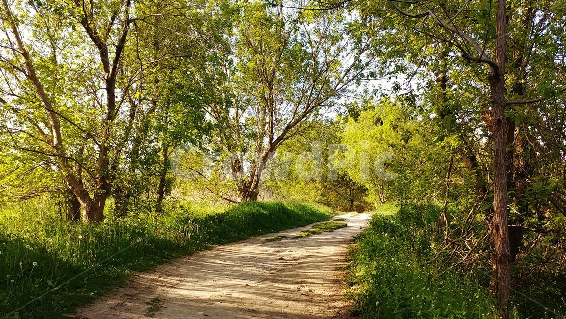 오솔길,공원,숲,나무,초목,낙원,숲속,산책,자연,풍경,nature,landscape,road,도로,path,통로