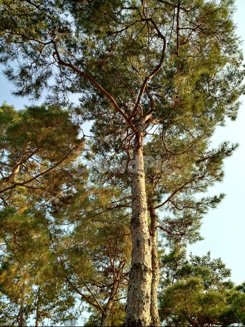 나무,식물,tree,plant,소나무,적송,잎,줄기,식물,자연,plants,nature,나무,trees,wood