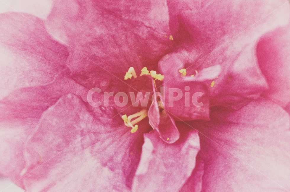 꽃,동백꽃,식물,자연,분홍색꽃,동백,동백나무,flower,tree,flowertree,nature,plant,plants,분홍,pink,pinkflower,blossom,접사,closeup,근접촬영,겨울,겨울꽃,winter,winterflower,계절,season,식물,자연,plants,nature,꽃,flower