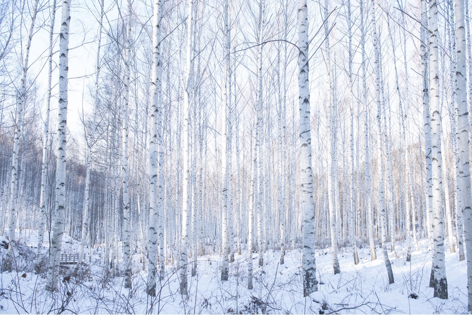 인제,자작나무,숲,겨울,눈,겨울,계절,winter,season,나무,trees,wood