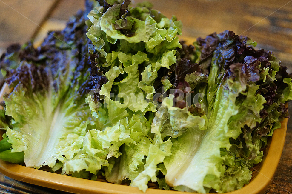 상추,고기,쌈,음식,식물,야채,vegetable,food,한식