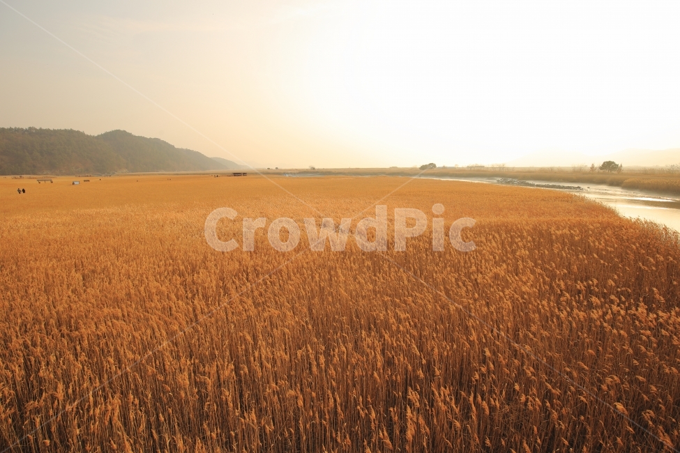 풍경사진,갈대,자연풍경,감성사진,순천만습지,가을,계절,fall,autumn,season,자연,풍경,nature,landscape,한국자연풍경,한국자연경관,korea nature landscape,plant,식물,produce,생기게 하다,food,식품,grain,곡물,vegetable,야채,음식