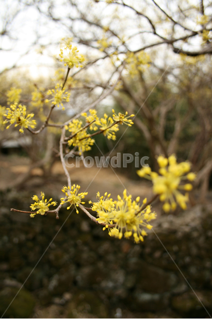 산수유,봄,노란색,봄날,감성,spring,flower,봄,계절,spring,season,식물,자연,plants,nature,꽃,flower,plant,blossom