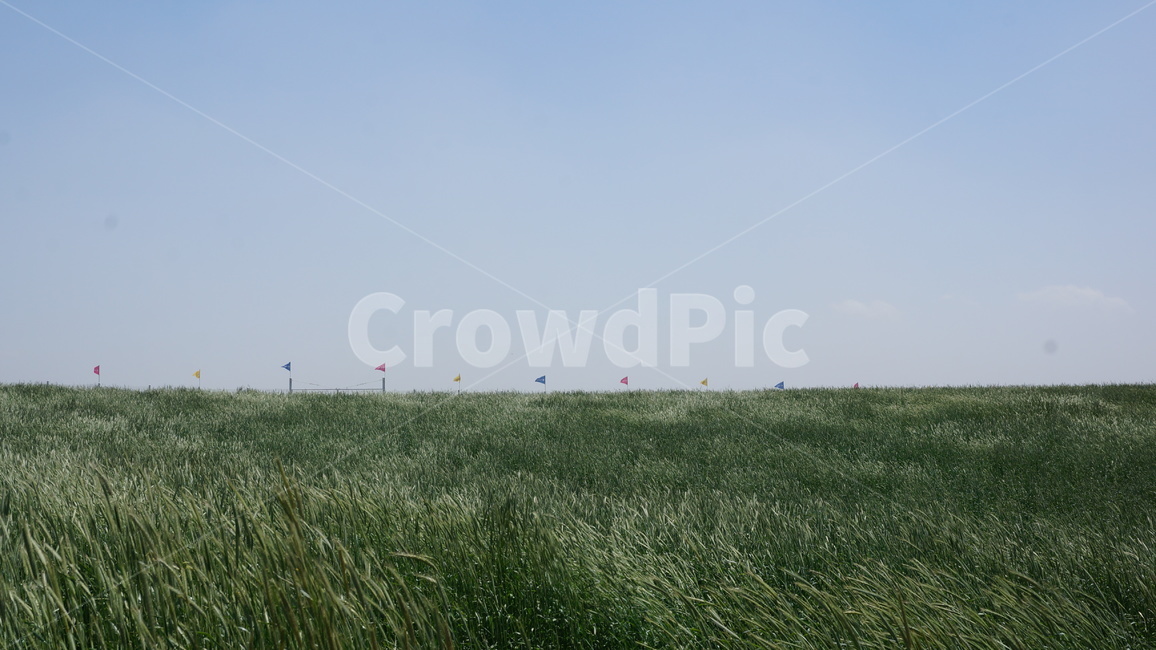 청보리밭,보리밭,목초지,감성사진,흔들림,가을하늘,바람,grass,잔디,plant,식물,field,들,자연,풍경,nature,landscape
