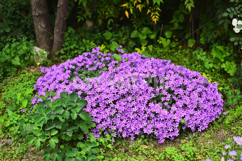 야생화,꽃,화단,정원,가든,뜰,garden,flowers,보라색,퍼플,purple,violet,계절,시즌,배경,백그라운드,그린,초록색,녹색