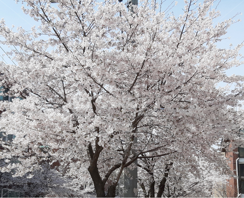 봄,벚꽃,꽃,자연,봄꽃,봄꽃축제,시즌,spring,nature,season,cherryblossoms,벚꽃엔딩,벚꽃축제,flower