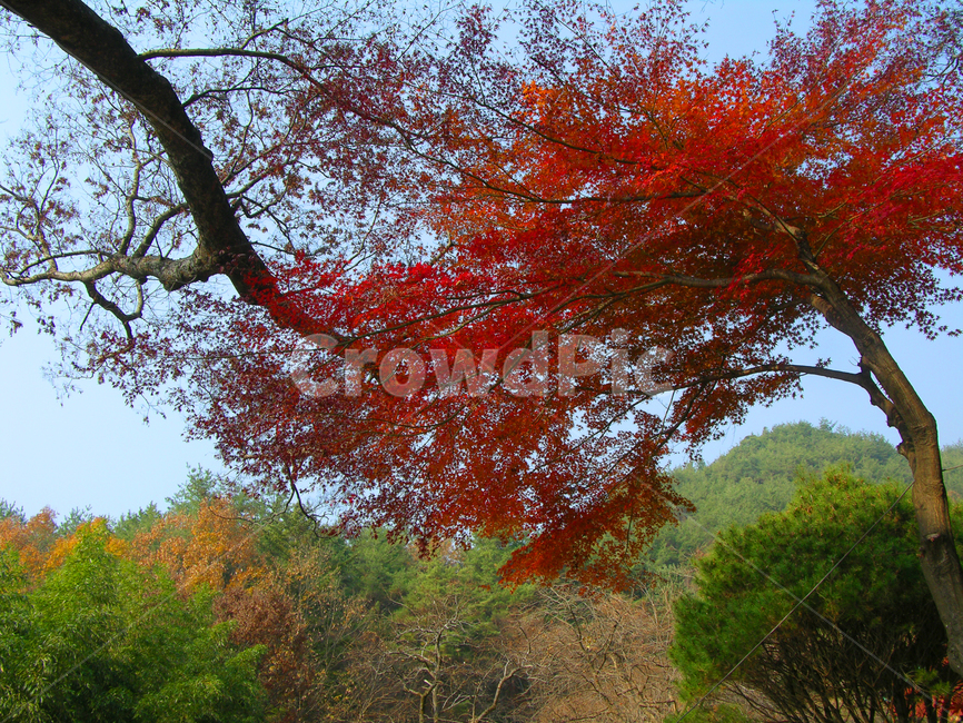자연,풍경,가을,단풍,단풍나무,산,숲,나무기둥,나무,트리,빨강,빨간색,붉은색,레드,낮,녹색,그린,초록색,식물,가을,계절,fall,autumn,season,식물,자연,plants,nature,나무,trees,wood,tree,plant,maple