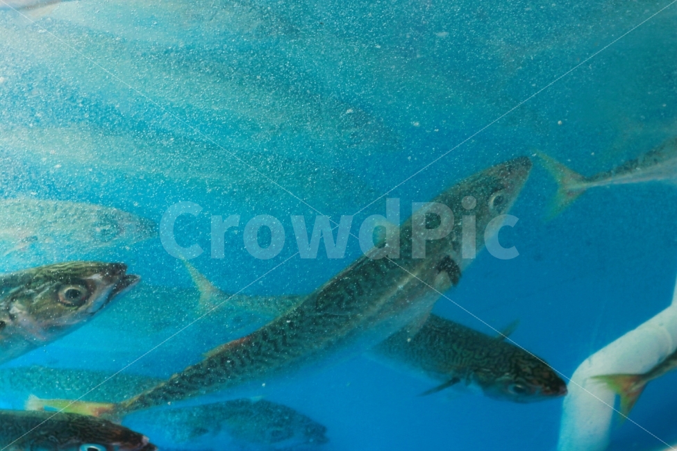 고등어,생선,수족관,Fish,Water,Blue,Rainbow,동물,animal,어류,물고기,fish