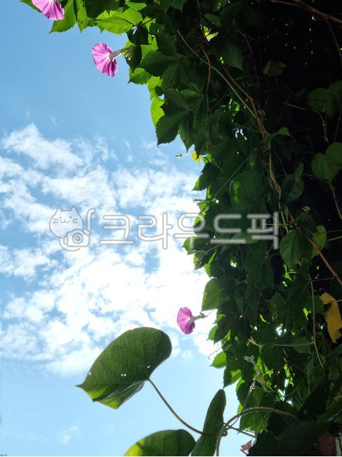 sky,flowering,leaf,summer sky,summer,Three,flower,3 bunches,cloud,morning glory,purple flower,3,light,plant,vine,summer flowers,wall