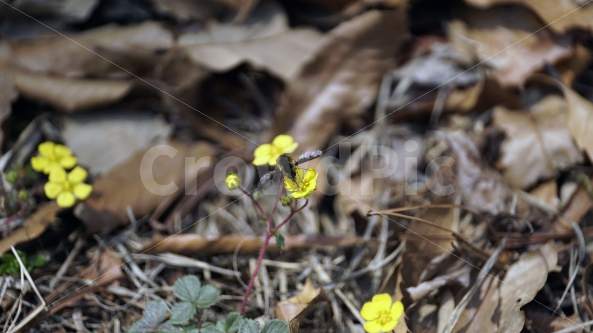 봄,꽃,플라워,spring,flower,봄꽃,식물,자연,이파리,풀,산,산속,산길,산책,산보,4월,화단,꽃밭,nature,april,환경,꽃잎,노란꽃,노랑꽃,애기똥풀,벌,꿀벌,일벌,말벌,곤충,bee,insect,벌레,동물,animal,식물,자연,plants,nature,동물,animal,곤충,벌레,insect,bug,꽃,flower