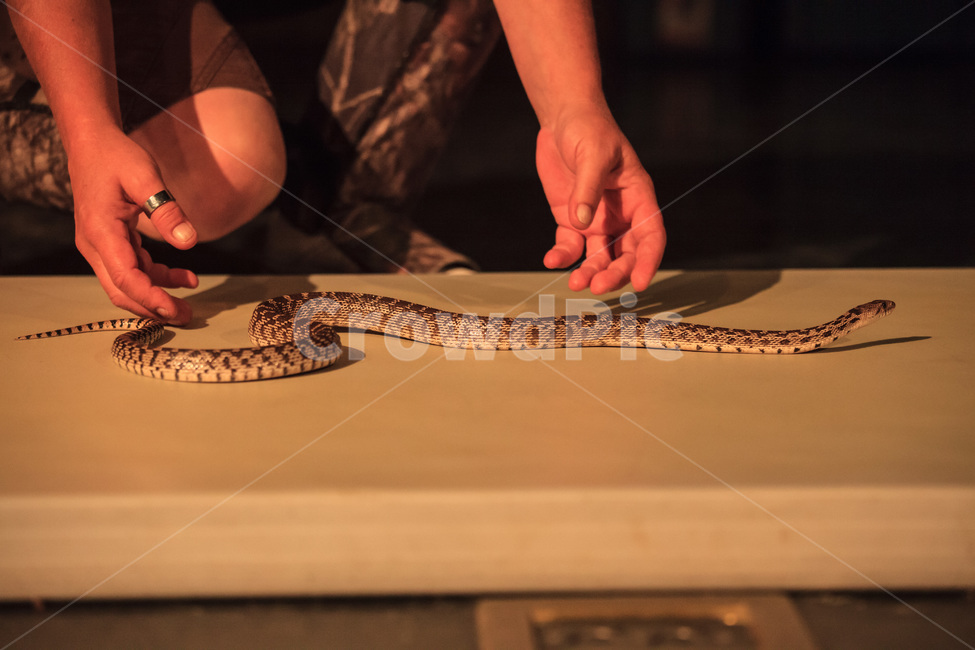 뱀,방울뱀,파충류,snake,reptile