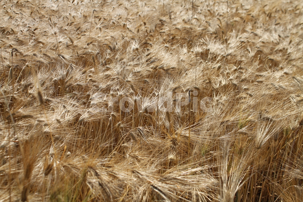 보리밭,보리,풍경,곡식,황금보리,barley,식물,자연,plants,nature,곡류,곡식,cereals,산업,industry,industrial,농업,농사,agriculture,farming,farming industry