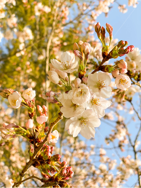 벚꽃,꽃,봄꽃,봄,blossom,자연,nature,식물,flower,plant,따뜻