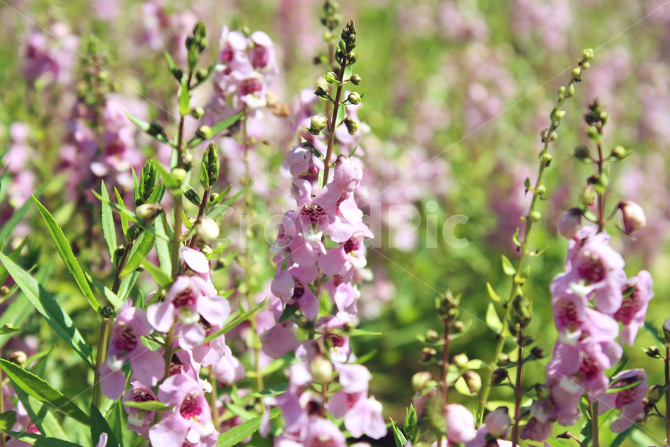 꽃,분홍꽃,들꽃,꽃밭,봄,봄꽃,분홍색,보라색,연두색,녹색,자연,꽃무리,꽃봉우리,향기,여름,pink,flower,summer,여름꽃