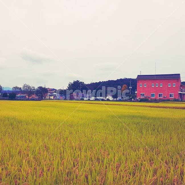 nature,outdoors,옥외,field,들,grassland,목초지,paddyfield,패디필드,countryside,한지방,논,밭,풍경,힐링,벼,농사,가을,추수